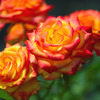 薔薇