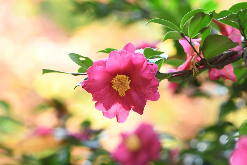 山茶花