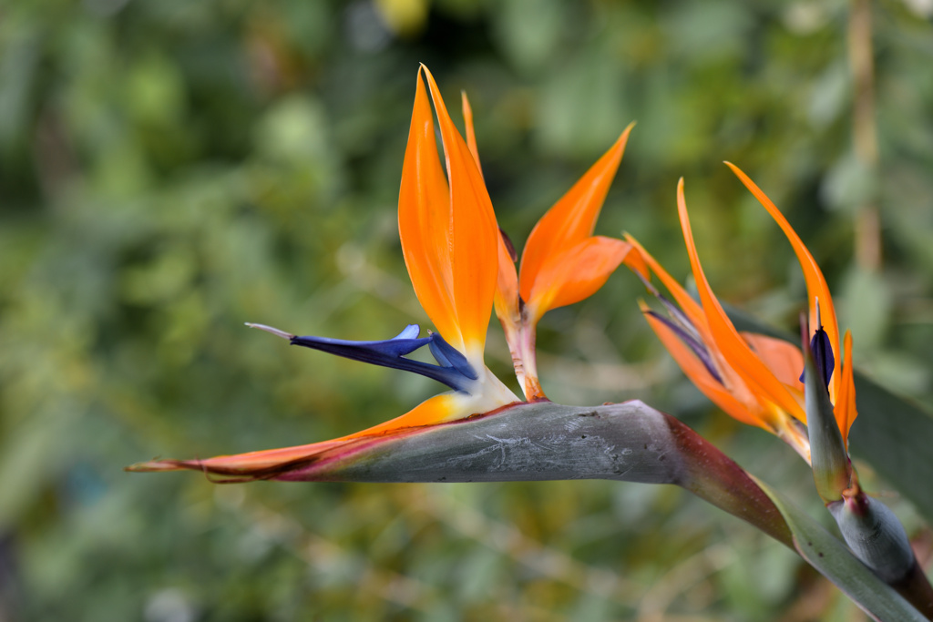 極楽鳥花