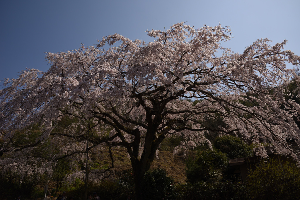 しだれ桜