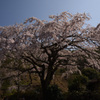 しだれ桜