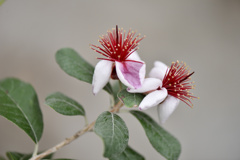フェイジョアの花