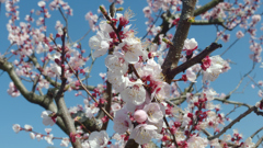 杏の花
