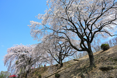 紅枝垂桜