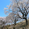 紅枝垂桜