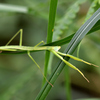 夏バテ気味のカマキリ