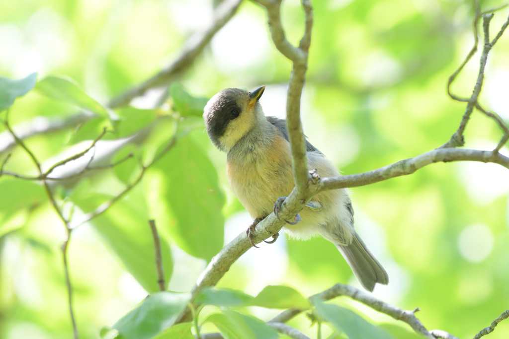 ヤマガラの幼鳥