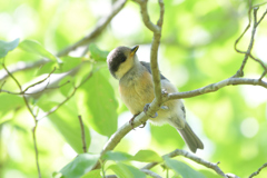 ヤマガラの幼鳥