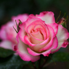 ニコル (薔薇）