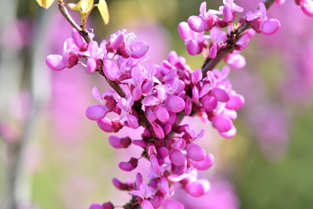 花蘇芳