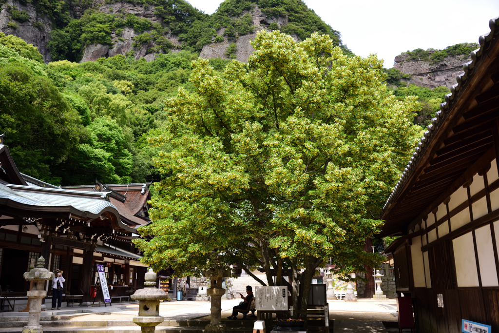 菩提樹の下で