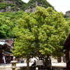菩提樹の下で