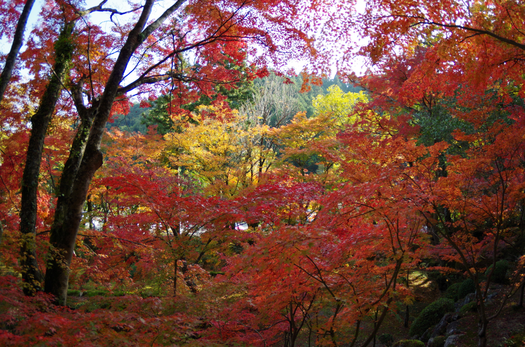 色鮮やかな紅葉