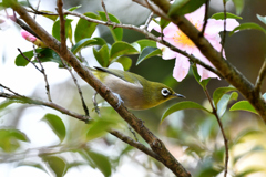 山茶花に目白