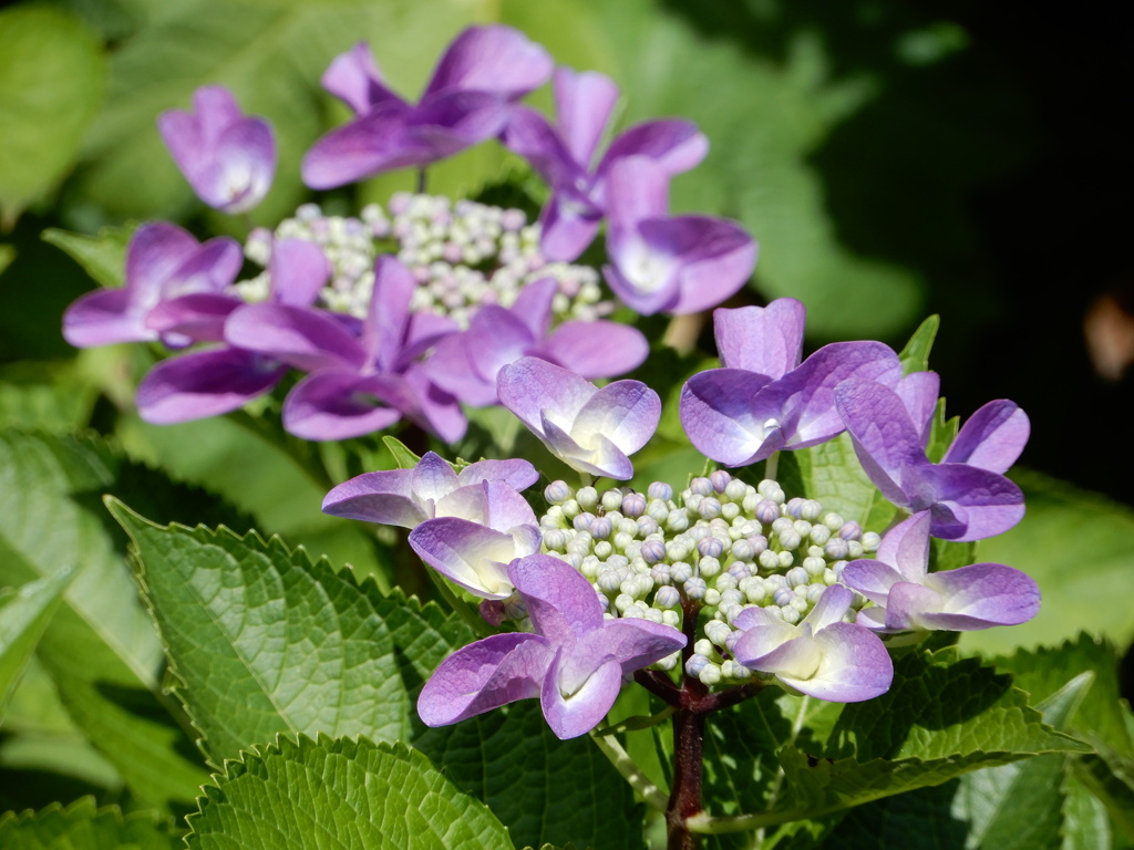紫陽花３