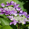 紫陽花３