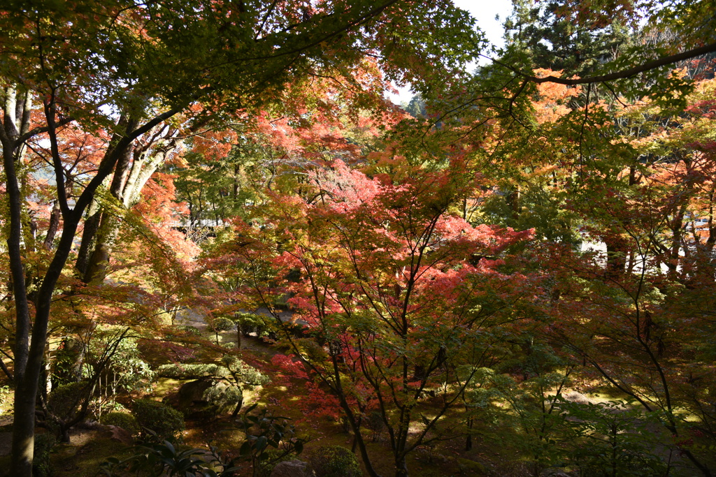 紅葉(3)