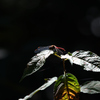 眉立茜の翅休め