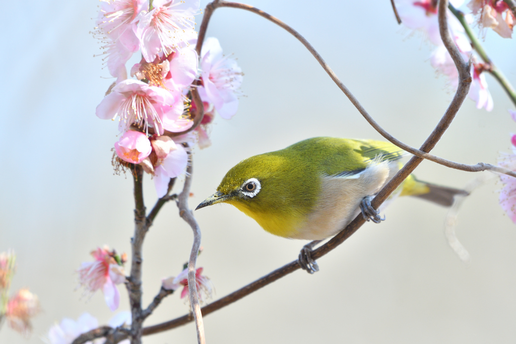 ウメジロー