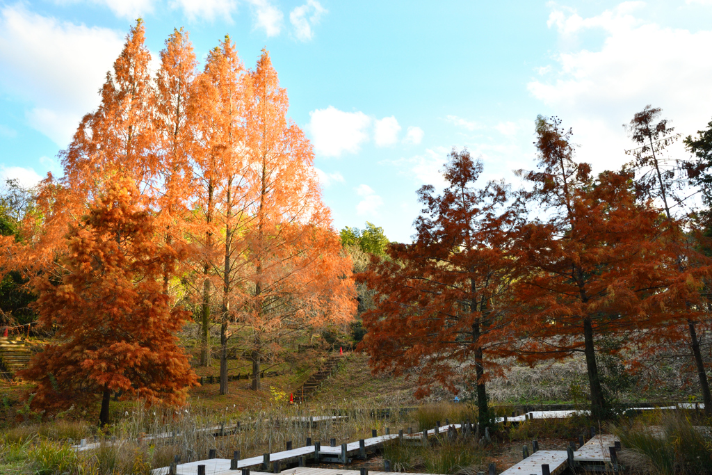 トンボ池の紅葉