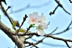 季節外れの桜