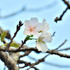季節外れの桜