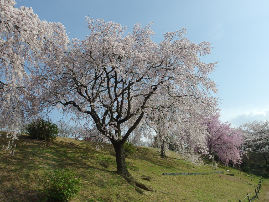 満開の桜