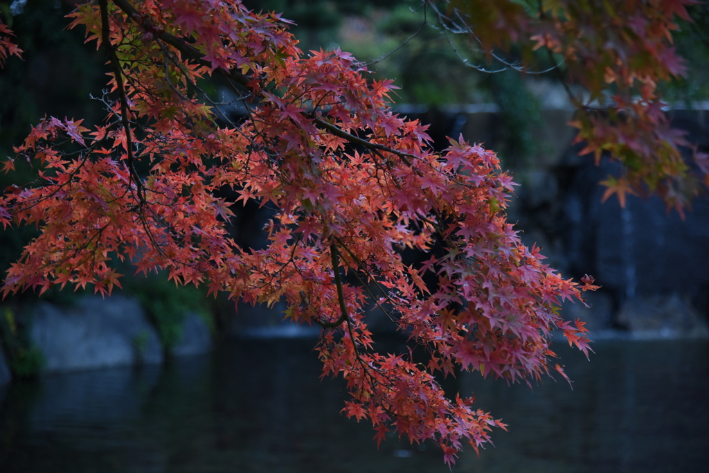 紅葉