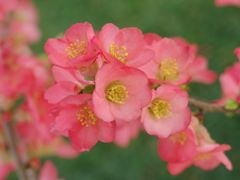 木瓜
