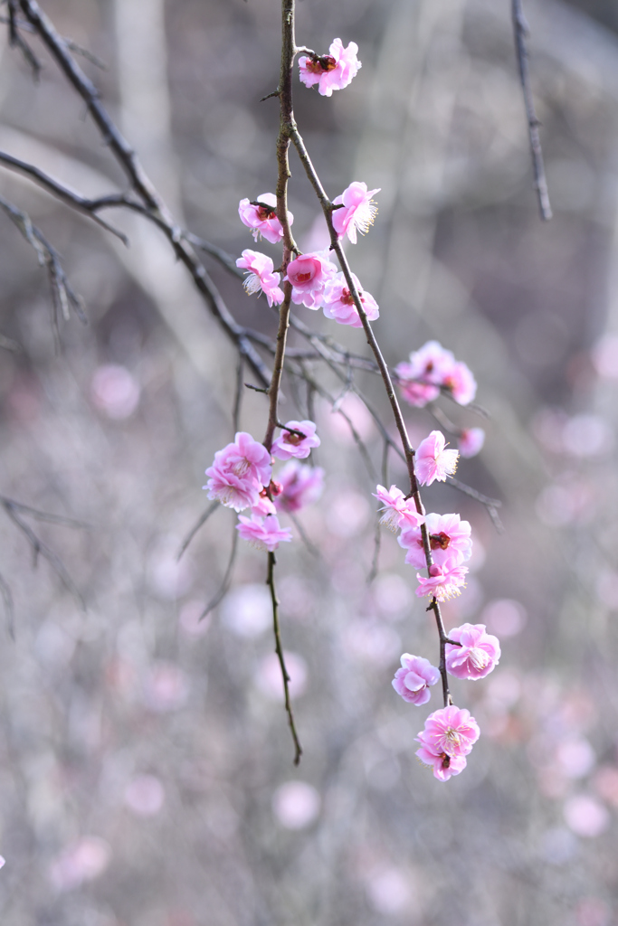 春光