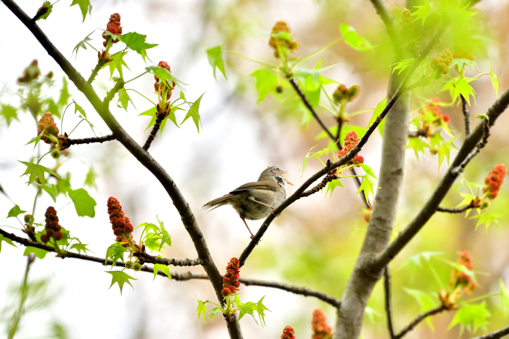 ウグイスが鳴く