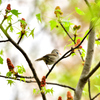 ウグイスが鳴く
