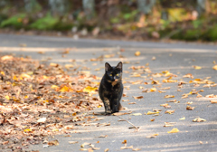 さすらいの猫