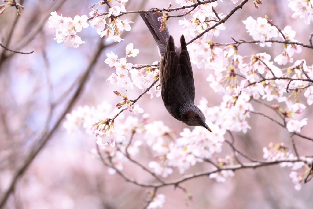 桜にヒヨドリ