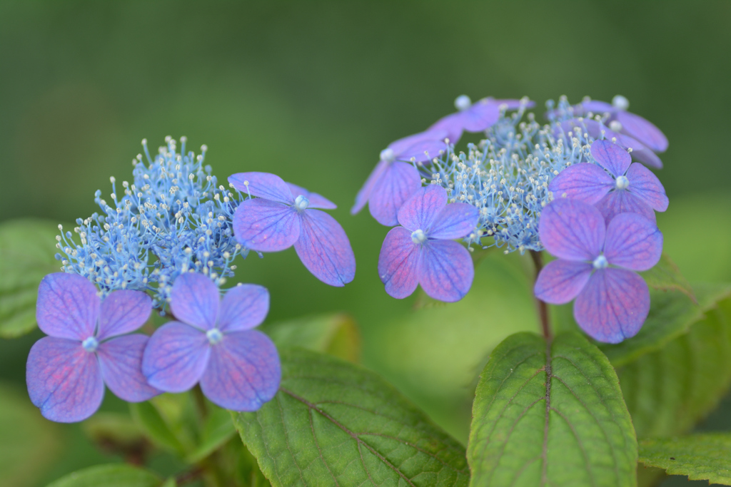 山紫陽花