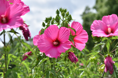 夏に大輪の花