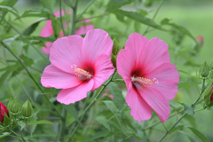 風になびく大輪の花