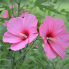 風になびく大輪の花