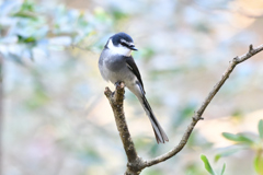 リュウキュウサンショウクイ