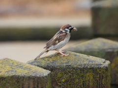 餌を咥えた親鳥