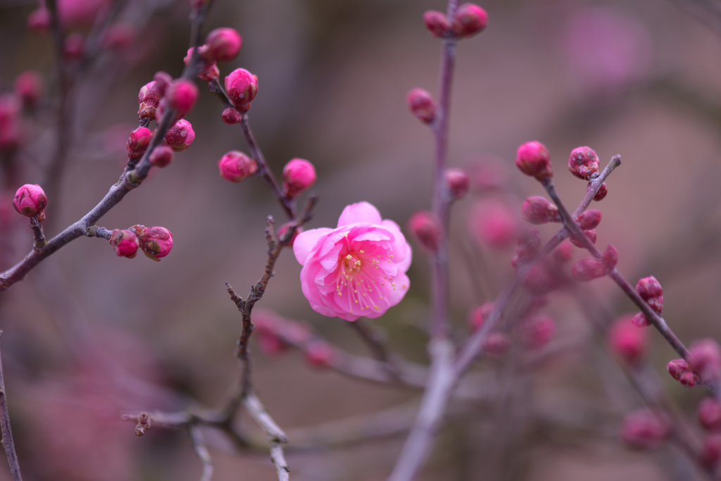 八重寒紅