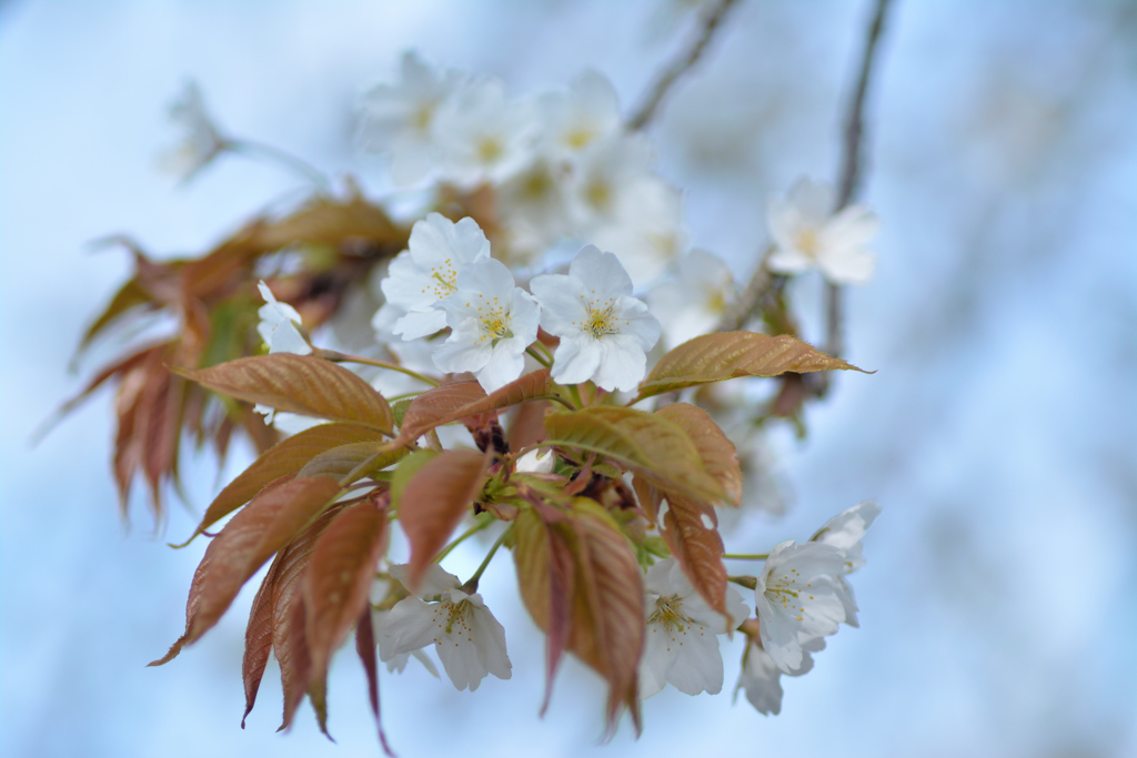 山桜 