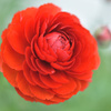 花金鳳花