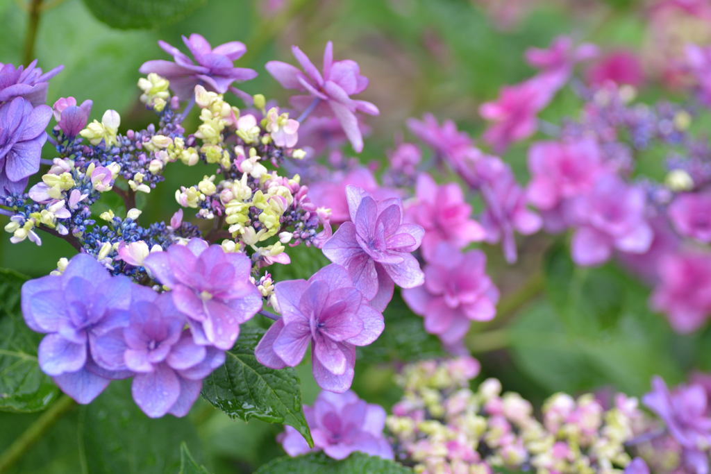 雨の紫陽花園 ③