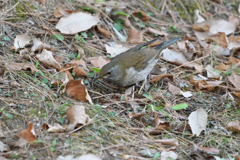 木の葉返し