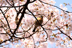 桜と獦子鳥