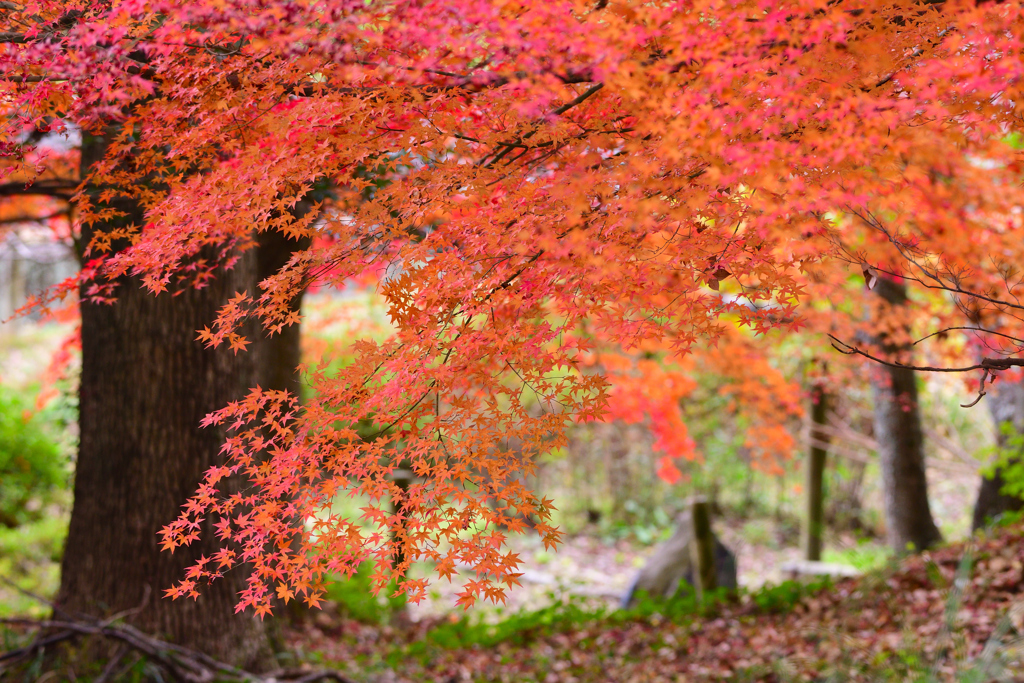 秋を惜しむ紅葉