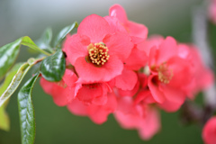 木瓜