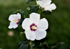 木槿