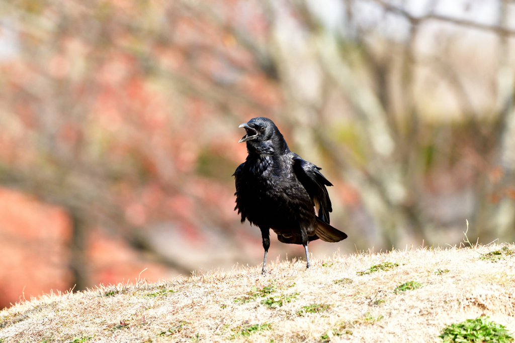 カラスが鳴く